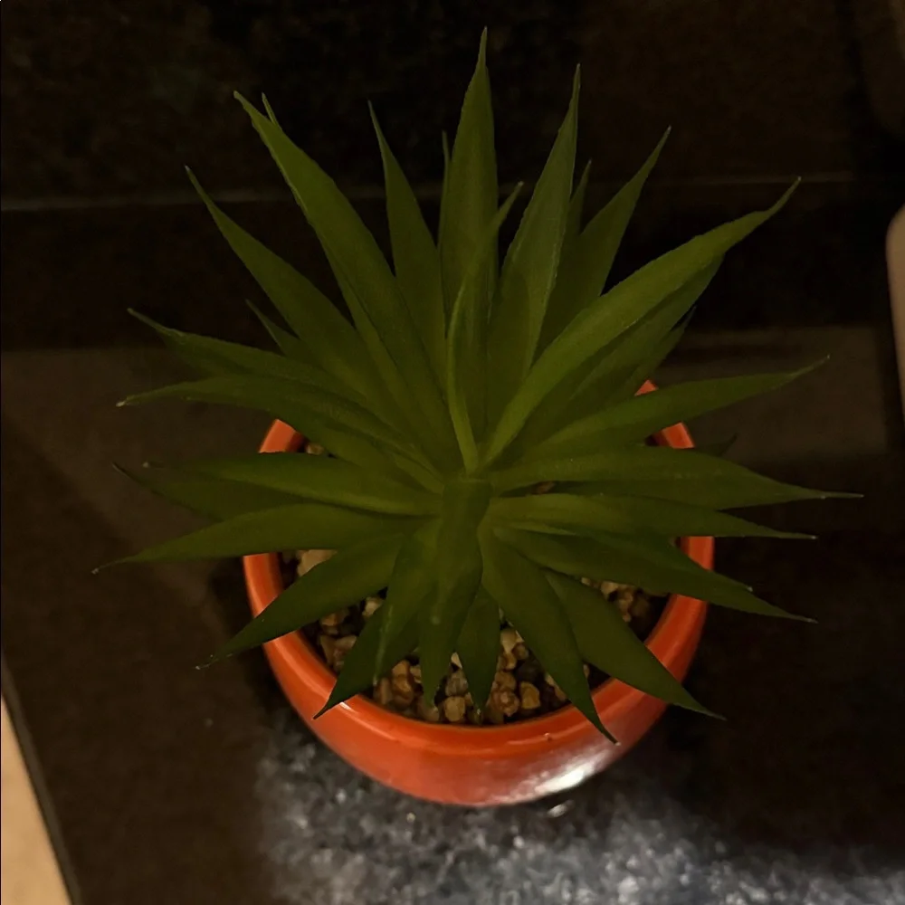 Two fake succulent plants in pots home or dorm decor